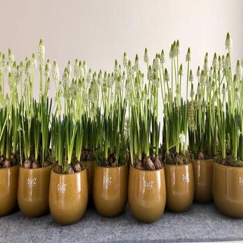 Glass Pot Beige Colour By Dut Z, 4 of 8