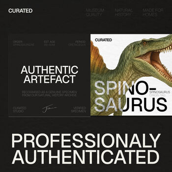 Spinosaurus Tooth Bell Jar Authentic Real Dinosaur Fossil, 3 of 5