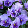 Pansy 'Lavender Surprise' 20 X Full Plant Pack, thumbnail 6 of 6