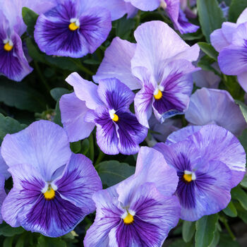 Pansy 'Lavender Surprise' 20 X Full Plant Pack, 6 of 6