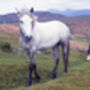 Fell Ponies, The Lake District, thumbnail 2 of 10