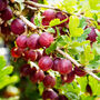 Gooseberry Plants, 'Hinnonmaki Red', thumbnail 1 of 8