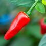 Chilli Pepper 'Apache' 12x Plug Plant Pack, thumbnail 1 of 5