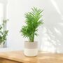 Chamaedorea Elegans Parlor Palm In 12cm Pot, thumbnail 9 of 11