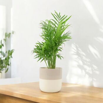 Chamaedorea Elegans Parlor Palm In 12cm Pot, 9 of 11