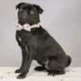 Lucky Dip Dog Collar Bow Tie, thumbnail 8 of 8