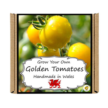 Gardening Gift. Yellow Tomato Growing Kit, 4 of 4