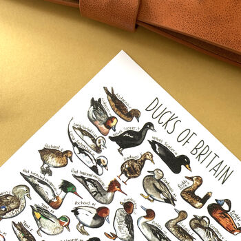 Ducks Of Britain Watercolour Postcard, 12 of 12