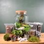 Large Diy Terrarium Kit With Plants Gift For Plant Lover Christmas Gift, thumbnail 5 of 11