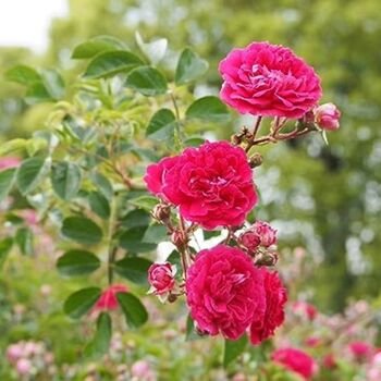 Rose Plants Climbing Rose 'Pink Perpetue', 4 of 8
