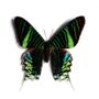 Green Banded Urania Butterfly Moth Insect Bug Entomology Taxidermy Box Frame, thumbnail 2 of 4