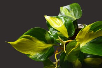 Philodendron Scandens Brazil Houseplant, 3 of 5