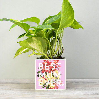 'Best Mum Ever' Mother's Day Plant Pot And Houseplant, 2 of 7
