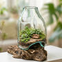 Molten Glass Terrarium On Wood, thumbnail 1 of 5