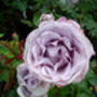 Rose Blue Moon, Mothers Day Rose Gift, thumbnail 2 of 2