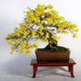 Grow Your Own Bonsai Tree Houseplant Gift Set, thumbnail 4 of 6
