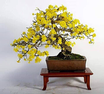Grow Your Own Bonsai Tree Houseplant Gift Set, 4 of 6