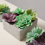 Paper Succulent Making Kit, thumbnail 2 of 12