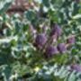 Purple Sprouting Broccoli Six X Plug Plant Pack, thumbnail 4 of 6