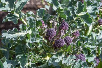 Purple Sprouting Broccoli Six X Plug Plant Pack, 4 of 6