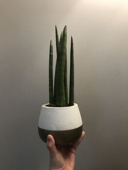 Sanseveria Potted House Plant, 2 of 2