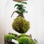 Diy Kokedama Terrarium Kit H: 42 Cm | 'Chamonix', thumbnail 10 of 12