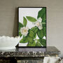 Magnolia Botanical Prints Set Of Two Framed Or Unframed, thumbnail 7 of 11