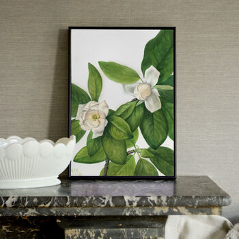 Magnolia Botanical Prints Set Of Two Framed Or Unframed, 7 of 11
