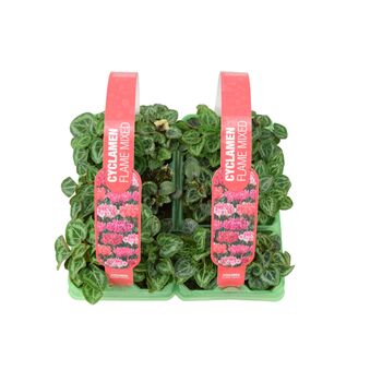 Cyclamen Flame Mixed 12 Plants Garden Ready Packs, 5 of 5