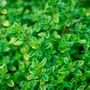 Herb English Thyme Three X Plug Plant Pack, thumbnail 2 of 5