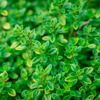 Herb English Thyme Three X Plug Plant Pack, 2 of 5