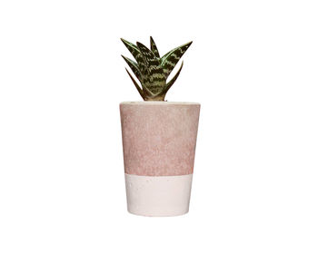 Concrete Pot Tall With Cactus/ Succulent In White, 2 of 3