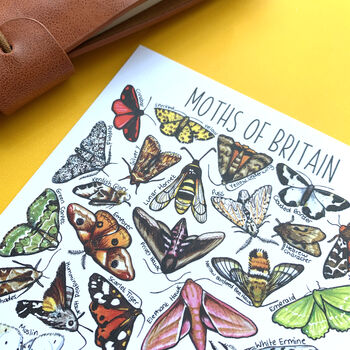 Moths Of Britain Watercolour Postcard, 4 of 9