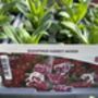 Dianthus Hardy Mixed – 12 Plants, thumbnail 3 of 3
