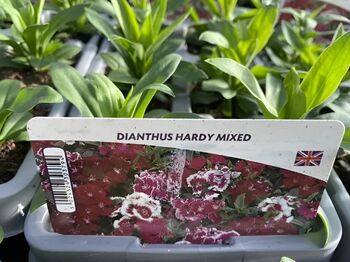 Dianthus Hardy Mixed – 12 Plants, 3 of 3