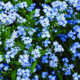 10 Forget Me Not Seed Memorial Gifts, thumbnail 4 of 4