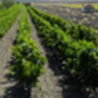 Puglia Tinto Malbec Red Wine, thumbnail 5 of 9