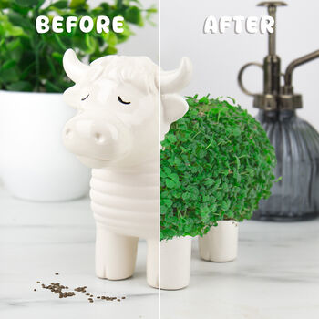 Grow Your Own Highland Cow Chia Planter, 5 of 5