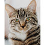 Personalised Pastel Cat Portrait, thumbnail 2 of 2
