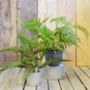 Faux Green Bracken Fern Plant Small Or Large, thumbnail 1 of 7