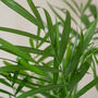 Areca Palm | Dypsis Lutescens, thumbnail 3 of 4