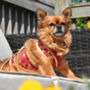 Gold Satin Edged Kimini For Dogs, thumbnail 5 of 9