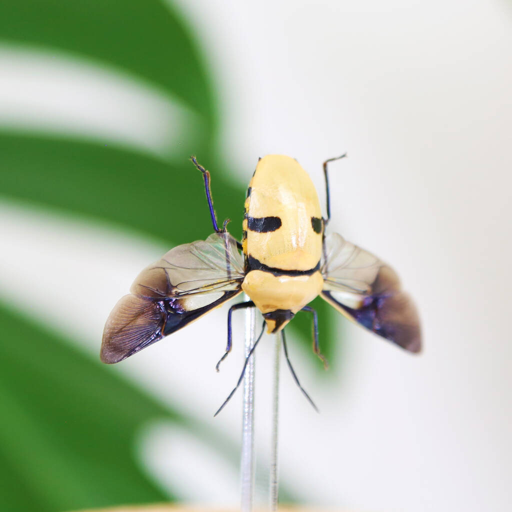 Deaths Head Beetle Bell Jar By Curated Studio