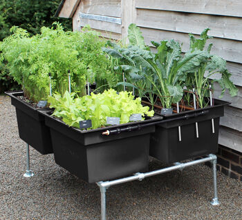 Self Watering Vegetable Plot For Courtyards And Patios, 11 of 11
