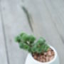 Ceramic Tooth Shaped Planter, thumbnail 6 of 8