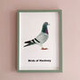 Birds Of Hackney Pigeon Print, thumbnail 1 of 5