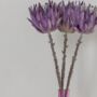 Purple Protea Dried Flowers, thumbnail 5 of 5