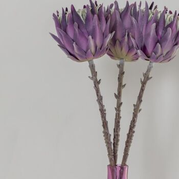 Purple Protea Dried Flowers, 5 of 5