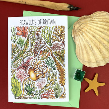 Seaweed Of Britain Blank Greeting Card, 4 of 7