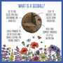 12 Christmas Stocking Filler Wildflower Seed Boxes, thumbnail 8 of 9